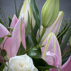 Lily