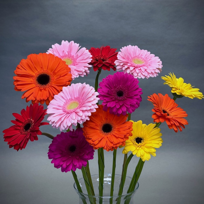 Simply Gerberas