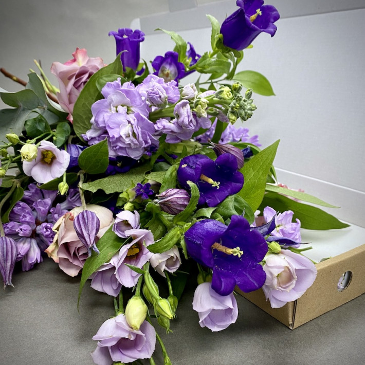 Letterbox Purples