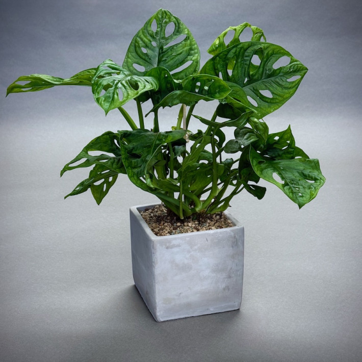 Monstera