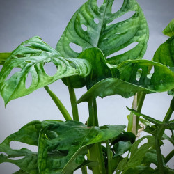 Monstera