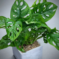 Monstera