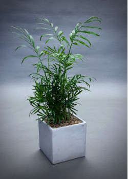 Palm