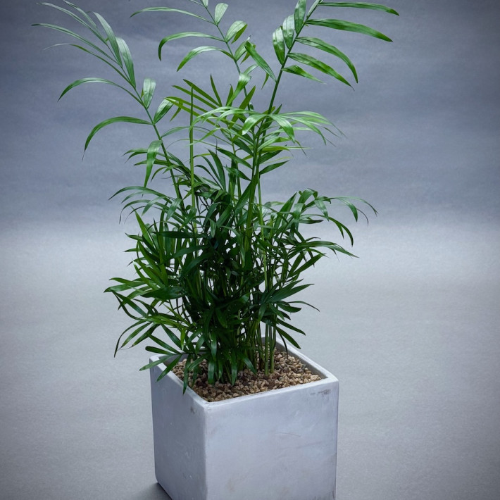 Palm