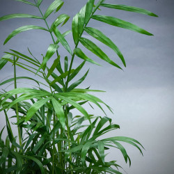 Palm