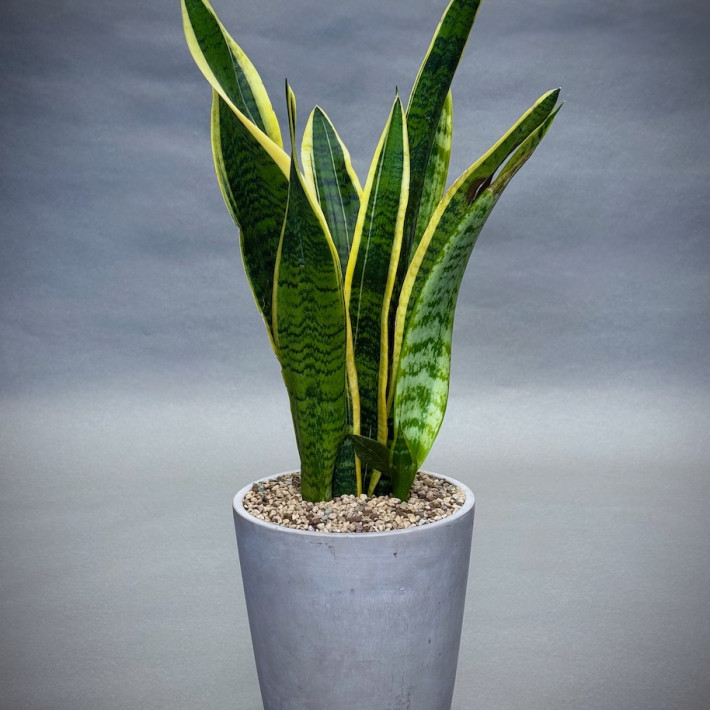 Sansevieria