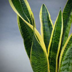 Sansevieria