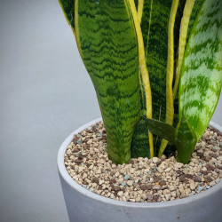 Sansevieria