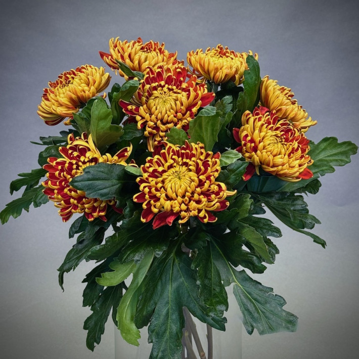 Simply Blooms