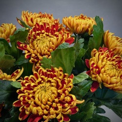 Simply Blooms
