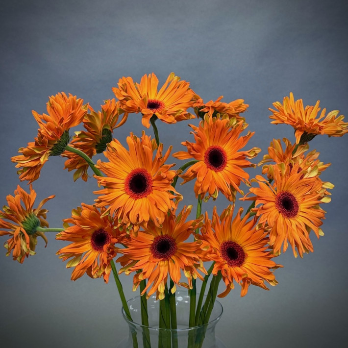 Simply Gerberas