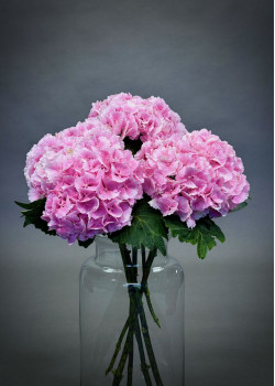 Simply Hydrangeas