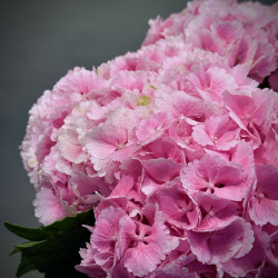 Simply Hydrangeas