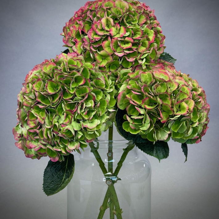Simply Hydrangeas