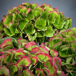 Simply Hydrangeas