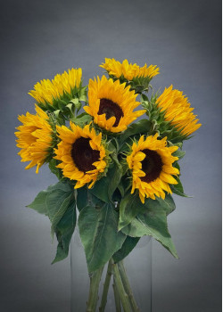 Simply Sunflowers