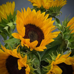Simply Sunflowers