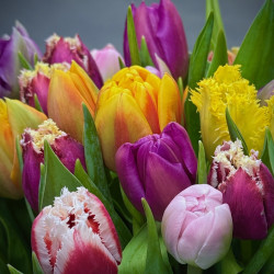 Simply Tulips